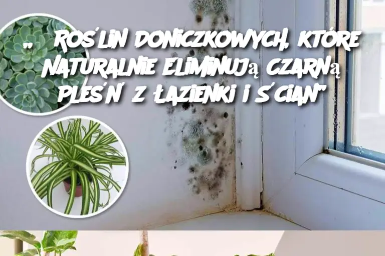 6 Roślin Doniczkowych, które Naturalnie Eliminują Czarną Pleśń z Łazienki i Ścian