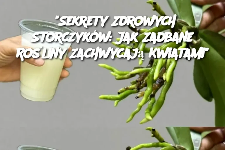 Sekrety Zdrowych Storczyków: Jak Zadbane Rośliny Zachwycają Kwiatami