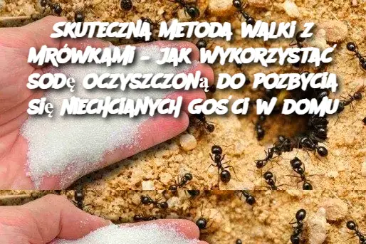 Skuteczna metoda walki z mrówkami – jak wykorzystać sodę oczyszczoną do pozbycia się niechcianych gości w domu