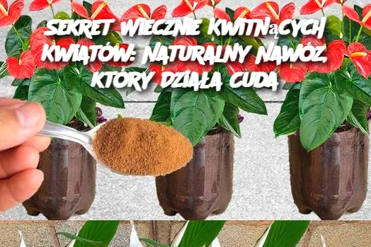 Sekret Wiecznie Kwitnących Kwiatów: Naturalny Nawóz, który Działa Cuda