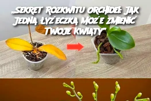 Sekret Rozkwitu Orchidei: Jak Jedna Łyżeczka Może Zmienić Twoje Kwiaty