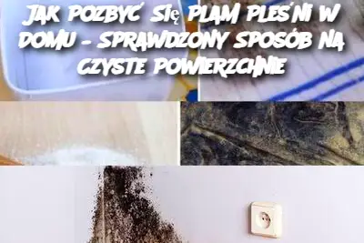 Jak Pozbyć Się Plam Pleśni w Domu – Sprawdzony Sposób na Czyste Powierzchnie