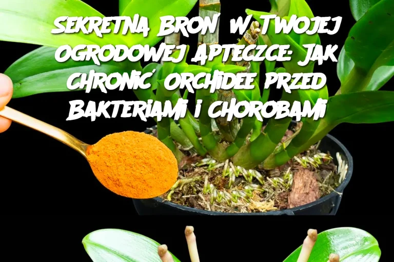 Sekretna Broń W Twojej Ogrodowej Apteczce: Jak Chronić Orchidee przed Bakteriami i Chorobami