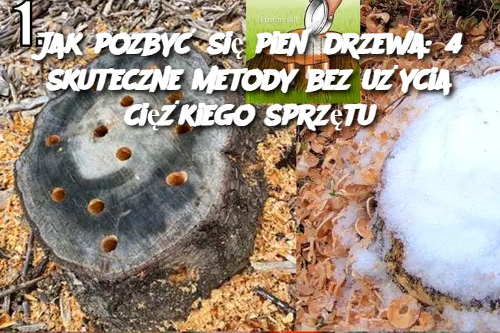 Jak pozbyć się pień drzewa: 4 skuteczne metody bez użycia ciężkiego sprzętu