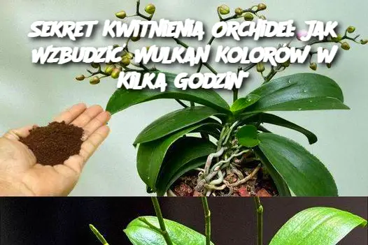 Sekret Kwitnienia Orchidei: Jak Wzbudzić Wulkan Kolorów w Kilka Godzin