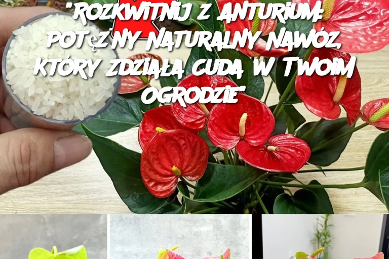 "Rozkwitnij z Anturium: Potężny Naturalny Nawóz, Który Zdziała Cuda w Twoim Ogrodzie"