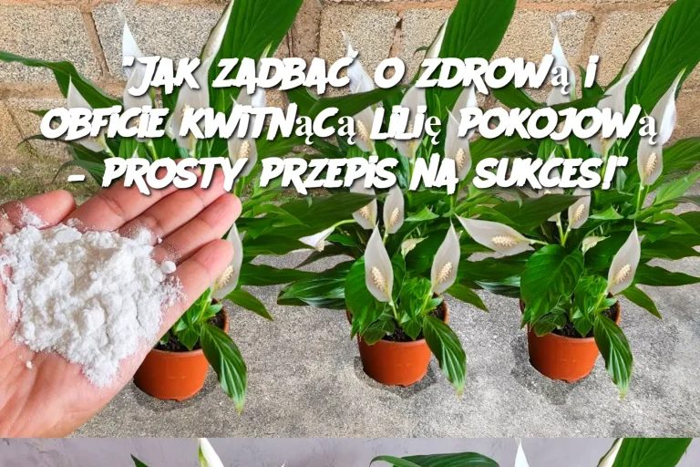 Jak zadbać o zdrową i obficie kwitnącą lilię pokojową – prosty przepis na sukces!