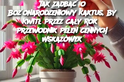 Jak Zadbać o Bożonarodzeniowy Kaktus, By Kwitł Przez Cały Rok? Przewodnik Pełen Cennych Wskazówek