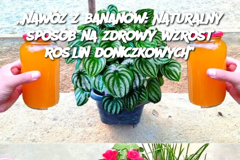 „Nawóz z bananów: Naturalny sposób na zdrowy wzrost roślin doniczkowych