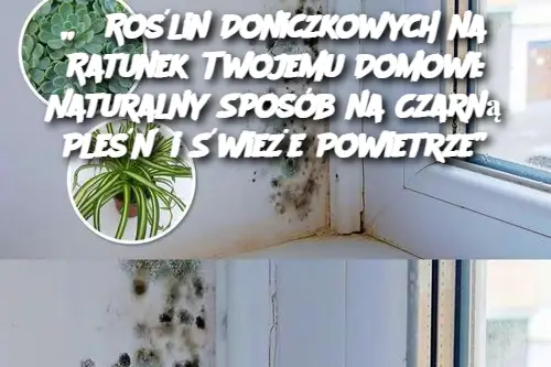 6 Roślin Doniczkowych na Ratunek Twojemu Domowi: Naturalny Sposób na Czarną Pleśń i Świeże Powietrze