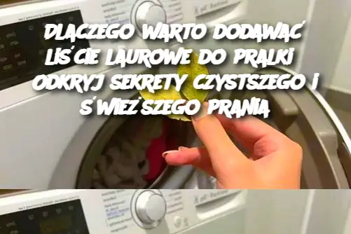 Dlaczego warto dodawać liście laurowe do pralki? Odkryj sekrety czystszego i świeższego prania