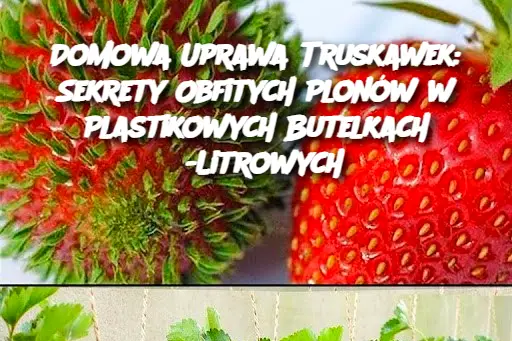 Domowa Uprawa Truskawek: Sekrety Obfitych Plonów w Plastikowych Butelkach 5-Litrowych