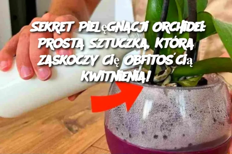 Sekret Pielęgnacji Orchidei: Prosta Sztuczka, Która Zaskoczy Cię Obfitością Kwitnienia!