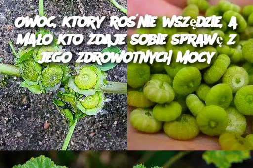 Owoc, który rośnie wszędzie, a mało kto zdaje sobie sprawę z jego zdrowotnych mocy