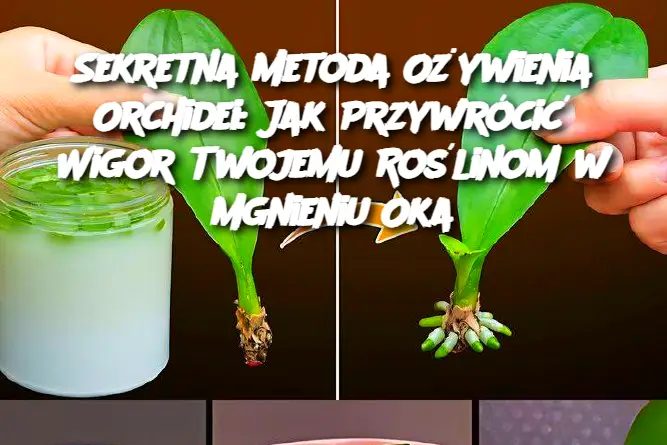 Sekretna Metoda Ożywienia Orchidei: Jak Przywrócić Wigor Twojemu Roślinom w Mgnieniu Oka