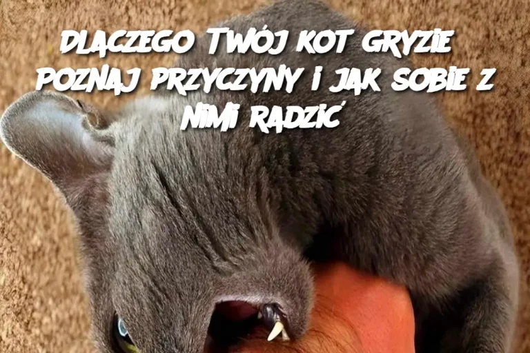 Dlaczego Twój kot gryzie? Poznaj przyczyny i jak sobie z nimi radzić