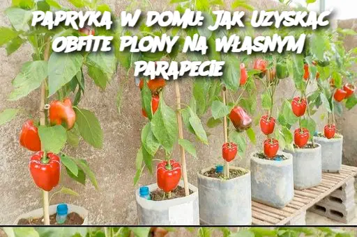 Papryka w Domu: Jak Uzyskać Obfite Plony na Własnym Parapecie