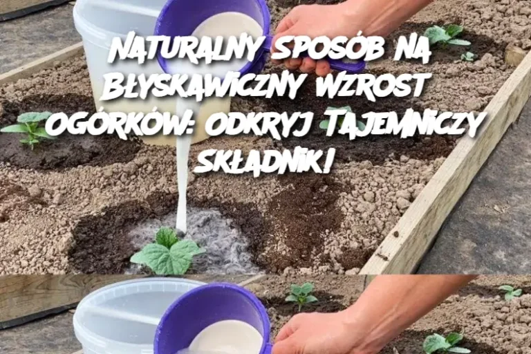 Naturalny Sposób na Błyskawiczny Wzrost Ogórków: Odkryj Tajemniczy Składnik!