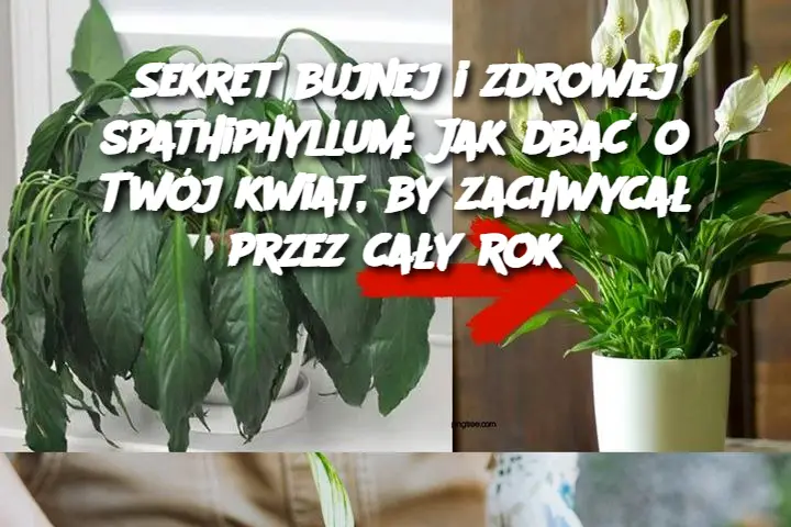 Sekret bujnej i zdrowej spathiphyllum: Jak dbać o Twój kwiat, by zachwycał przez cały rok