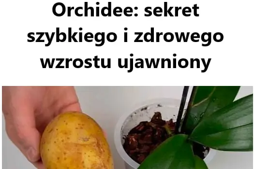 Jak zapewnić orchideom szybki i zdrowy wzrost? Oto sekrety ich pielęgnacji!