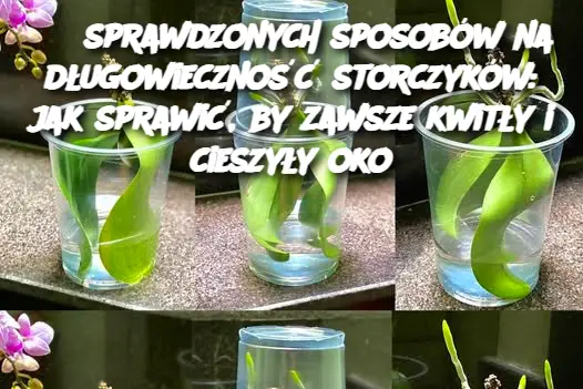 6 sprawdzonych sposobów na długowieczność storczyków: jak sprawić, by zawsze kwitły i cieszyły oko