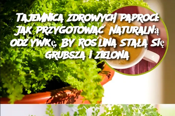 Tajemnica Zdrowych Paproci: Jak Przygotować Naturalną Odżywkę, By Roślina Stała Się Grubsza i Zielona