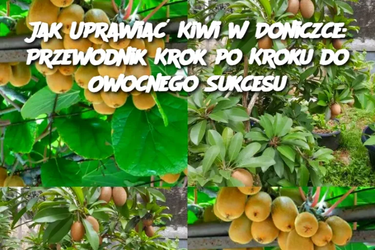 Jak Uprawiać Kiwi w Doniczce: Przewodnik Krok po Kroku do Owocnego Sukcesu