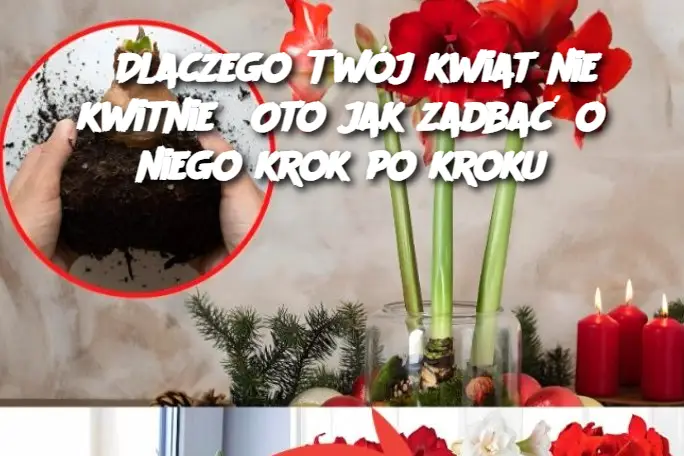 Dlaczego Twój kwiat nie kwitnie? Oto jak zadbać o niego krok po kroku