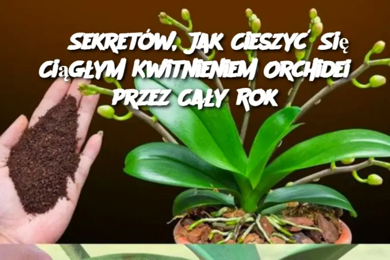 6 Sekretów, Jak Cieszyć Się Ciągłym Kwitnieniem Orchidei przez Cały Rok