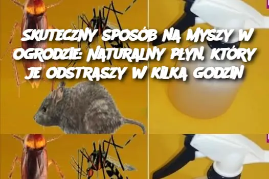 Skuteczny sposób na myszy w ogrodzie: Naturalny płyn, który je odstraszy w kilka godzin