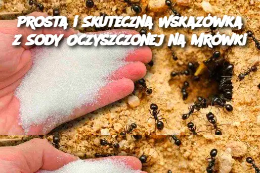 Prosta i Skuteczna Wskazówka z Sody Oczyszczonej na Mrówki