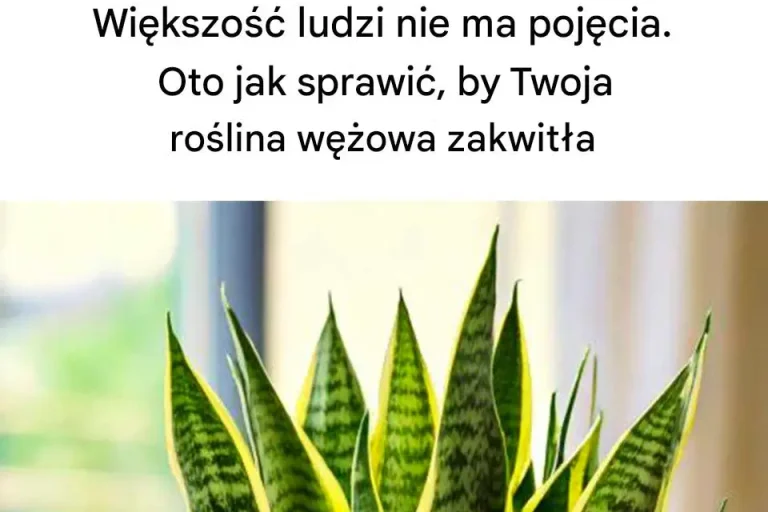 „Niezwykłe fakty, które zmieniają spojrzenie na codzienność: Większość ludzi naprawdę nie ma pojęcia!”