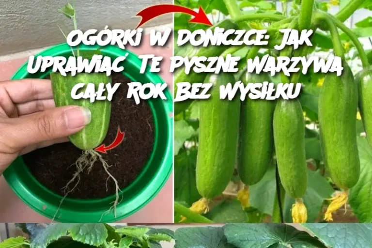 Ogórki w Doniczce: Jak Uprawiać Te Pyszne Warzywa Cały Rok Bez Wysiłku