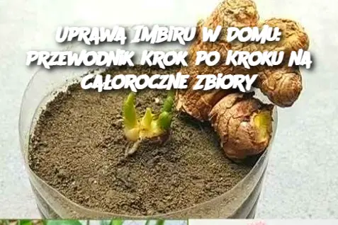 Uprawa Imbiru w Domu: Przewodnik Krok po Kroku na Całoroczne Zbiory