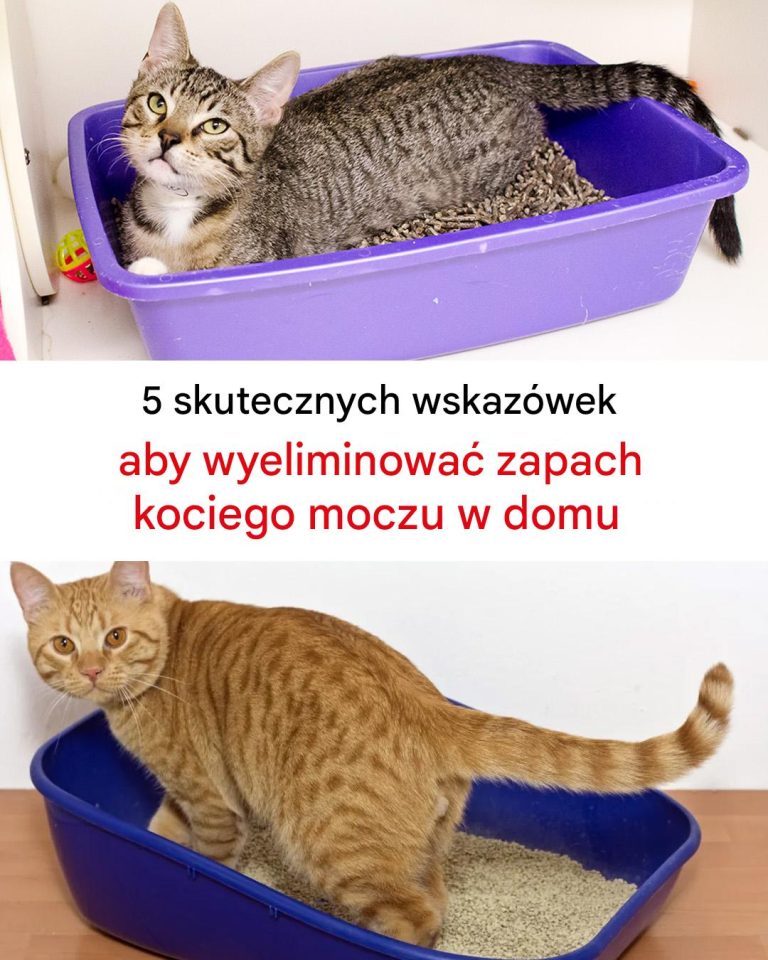 5 niezawodnych wskazówek, jak pozbyć się zapachu kociego moczu w domu