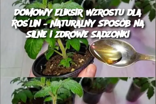 Domowy Eliksir Wzrostu dla Roślin – Naturalny Sposób na Silne i Zdrowe Sadzonki