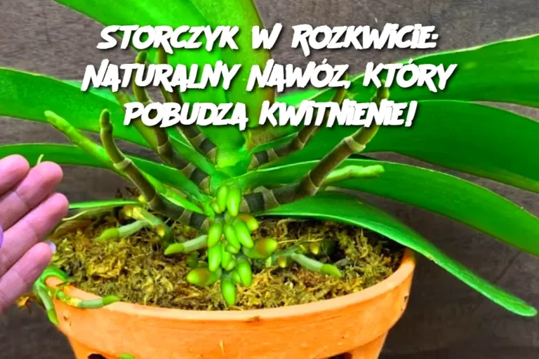 Storczyk w Rozkwicie: Naturalny Nawóz, Który Pobudza Kwitnienie!