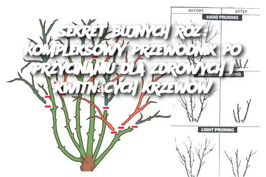 Sekret bujnych róż: Kompleksowy przewodnik po przycinaniu dla zdrowych i kwitnących krzewów